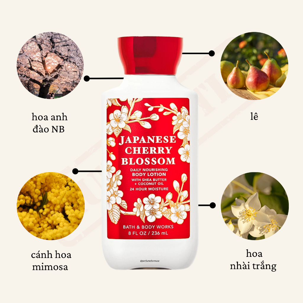 Dưỡng thể hương nước hoa Lotion | Japanese Cherry Blossom | Bath and Body Works
