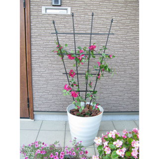  Khung trồng hoa hình quạt cao 120cm chuyên trồng các loại cây hoa bonsai cây cảnh 