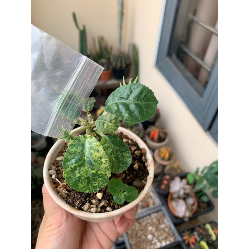 Cây mặt trời Dorstenia Var và thường.