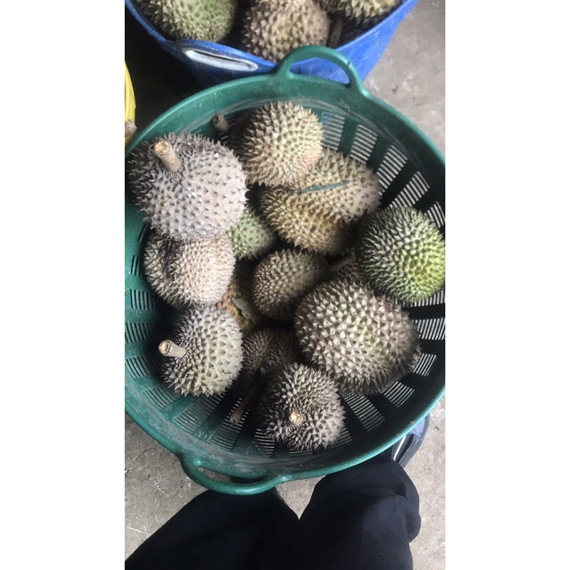 Sầu Riêng hột rụng Lâm Đồng giá 80k/kg