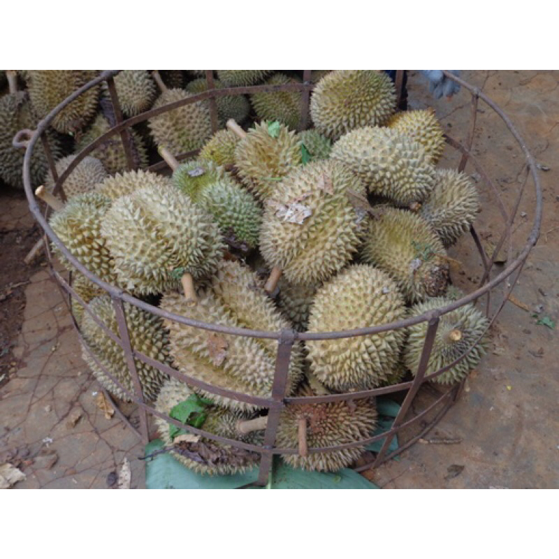 Sầu Riêng hột rụng Lâm Đồng giá 80k/kg