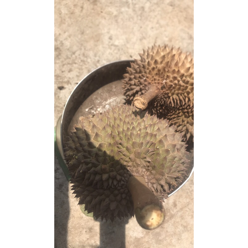 Sầu Riêng hột rụng Lâm Đồng giá 80k/kg