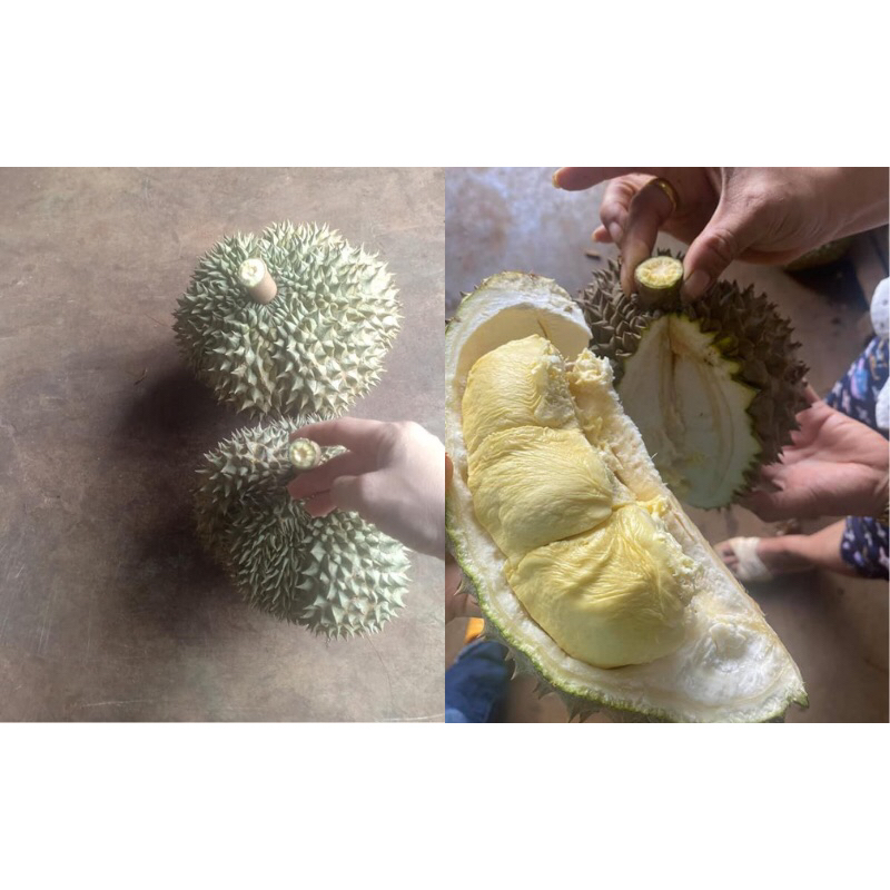 Sầu Riêng hột rụng Lâm Đồng giá 80k/kg