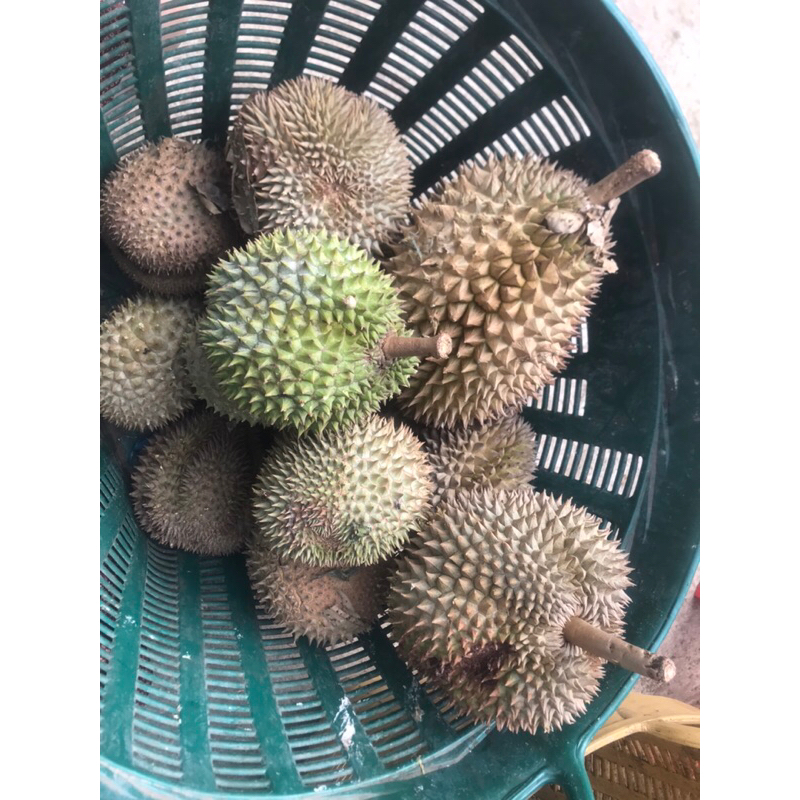 Sầu Riêng hột rụng Lâm Đồng giá 80k/kg