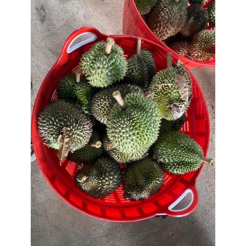 Sầu Riêng hột rụng Lâm Đồng giá 80k/kg