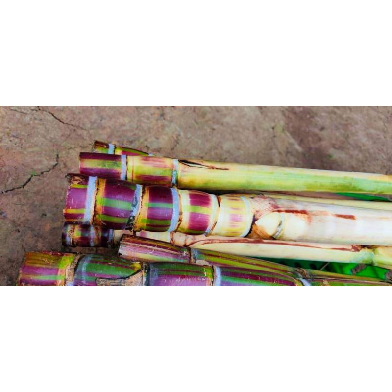 Mía sọc hawaii 10 mắt