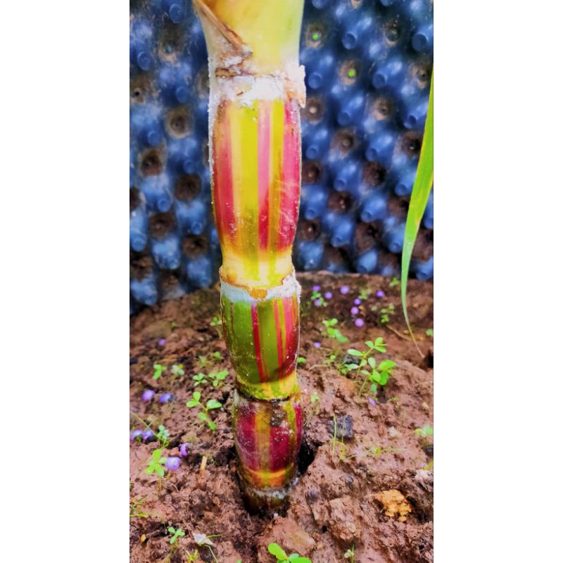 Mía sọc hawaii 30 mắt