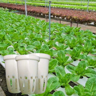 1 cái rọ thủy canh - rọ trồng rau thủy canh