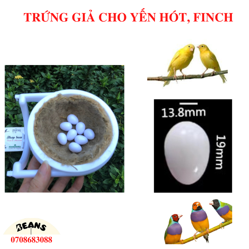 trứng giả dành cho chim yến hót, manh manh finch