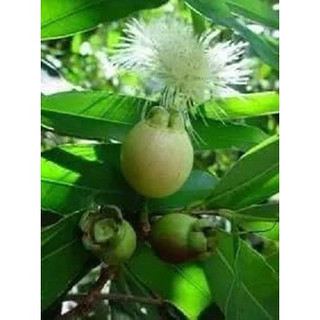 Cây giống mận lý ,siêu sớm có bảo hành,