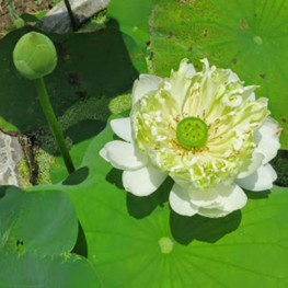 Chậu sen quan âm trắng