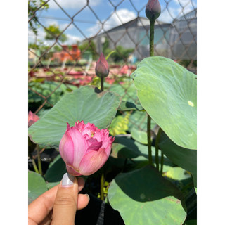 Chậu sen mini Nhật lùn hồng