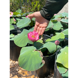 Chậu sen mini Nhật lùn hồng (chỉ giao hoả tốc HCM)