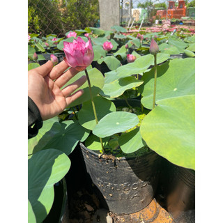 Chậu sen mini Nhật lùn hồng (chỉ giao hoả tốc HCM)