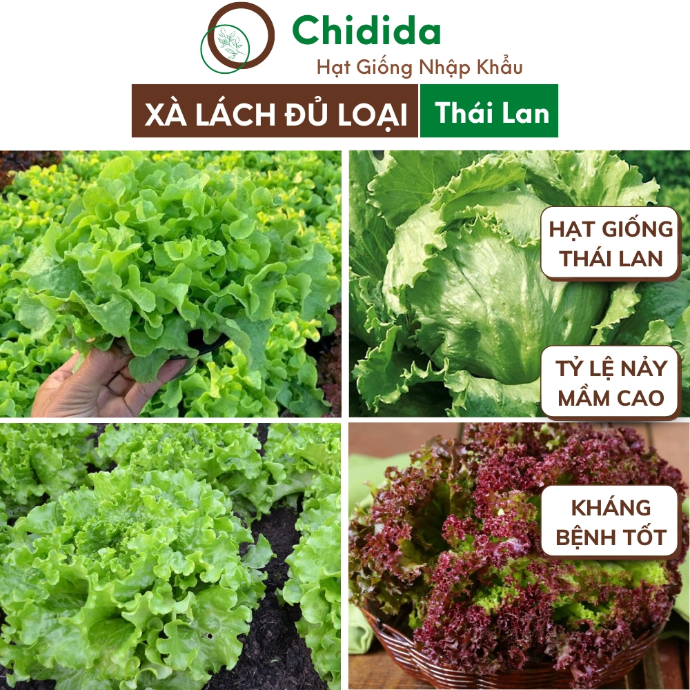 Hạt giống xà lách Chidida dễ trồng giống rau củ quả Thái Lan đủ các loại chịu nhiệt tốt phát triển nhanh