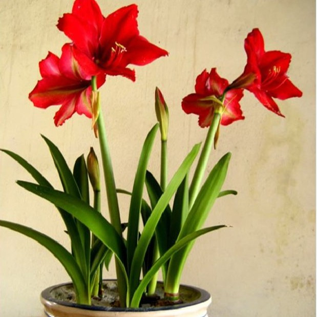 cây Củ giống hoa lan huệ tây màu đỏ nhung, cam dại combom 8 củ tặng 1