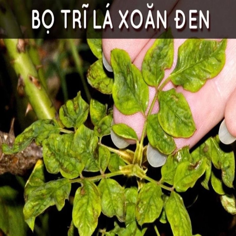 Chế Phẩm Sinh Học Sạch Bọ Trĩ