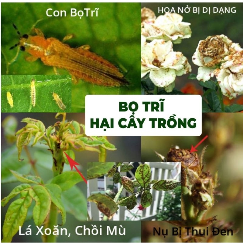 Chế Phẩm Sinh Học Sạch Bọ Trĩ
