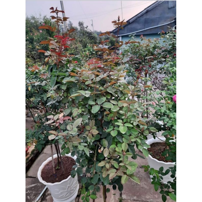 Chế Phẩm Sinh Học Sạch Bọ Trĩ