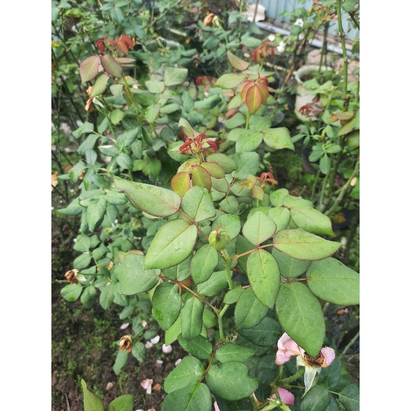 Chế Phẩm Sinh Học Sạch Bọ Trĩ