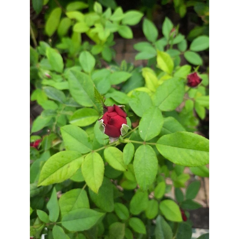 Chế Phẩm Sinh Học Sạch Bọ Trĩ