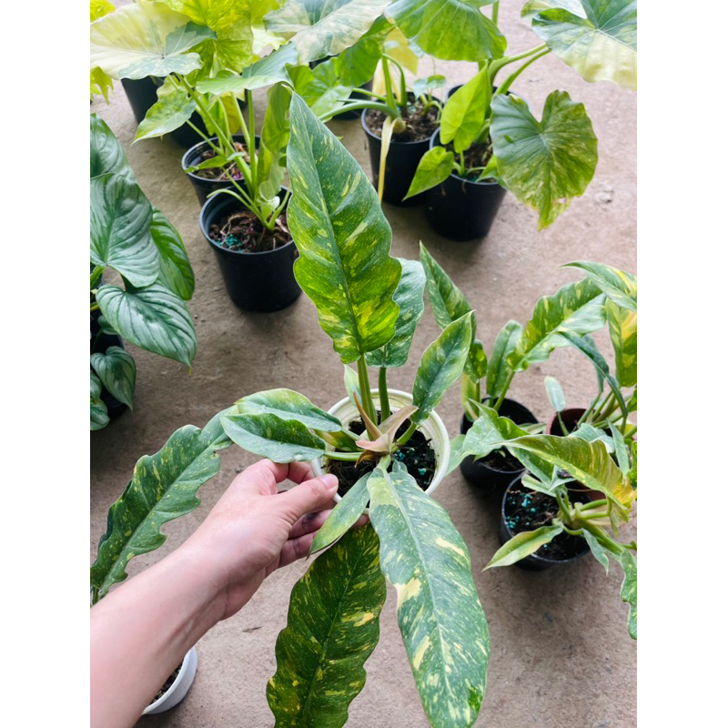 PHILODENDRON RING OF FIRE - CUNG ĐÀN VAR - TRẦU BÀ RĂNG CỌP