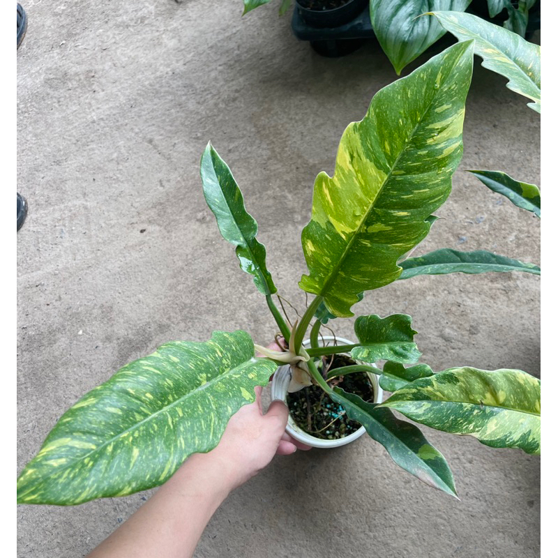 PHILODENDRON RING OF FIRE - CUNG ĐÀN VAR - TRẦU BÀ RĂNG CỌP