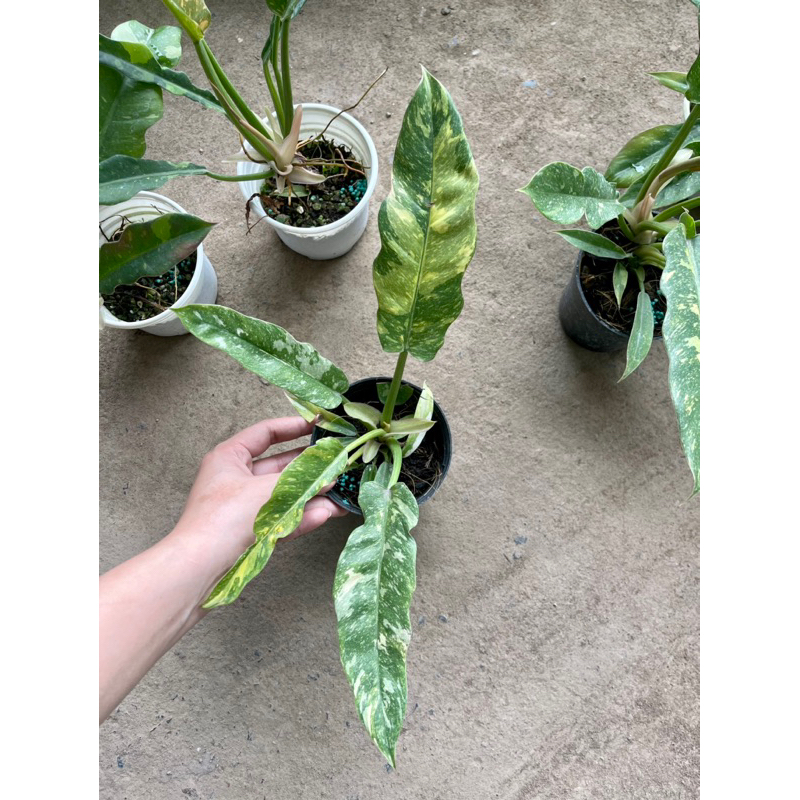 PHILODENDRON RING OF FIRE - CUNG ĐÀN VAR - TRẦU BÀ RĂNG CỌP