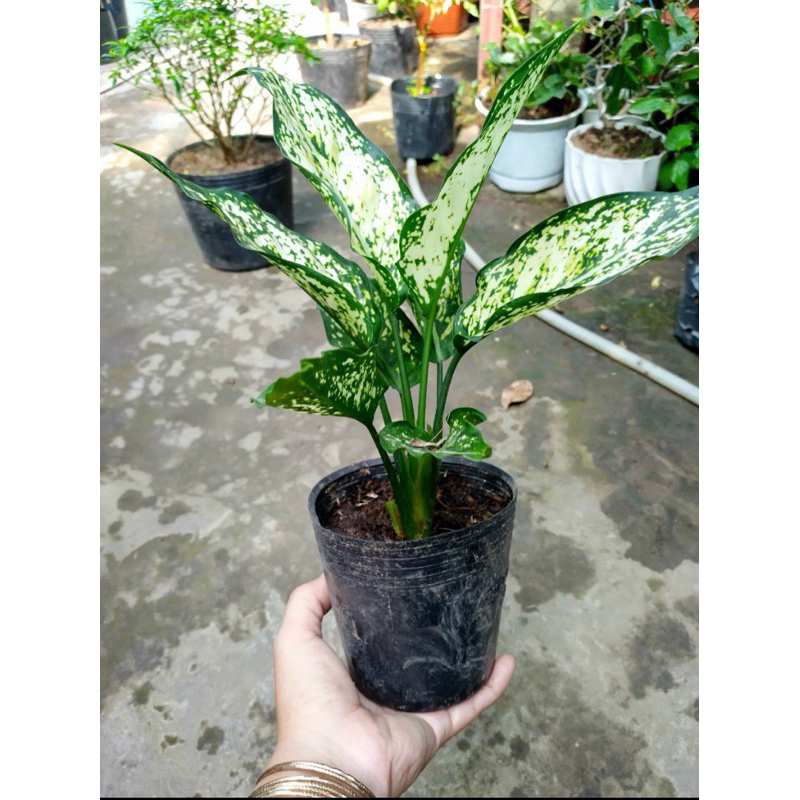 Cây Ngọc Ngân