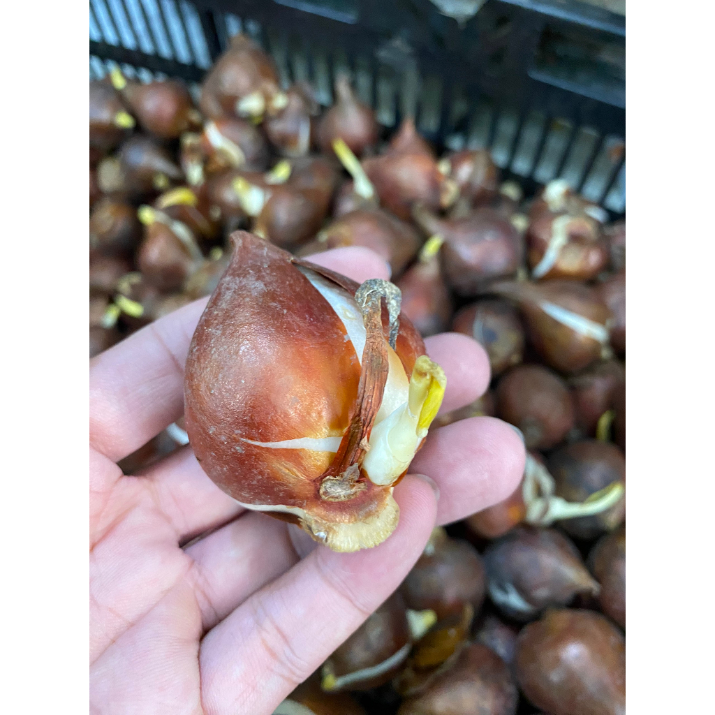 CỦ HOA TULIP HÀ LAN SIZE TO 6-7 CM NHIỀU MÀU (RA HOA SAU 30-35 NGÀY)- CỦ TULIP TRỒNG ĐẤT VÀ CÓ MẦM SẴN