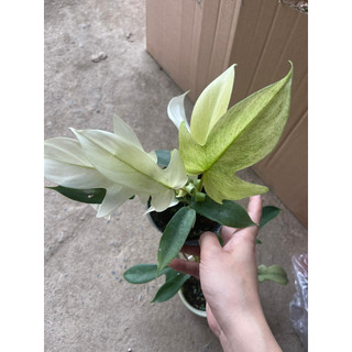 Cây trầu bà cánh én - én ghost