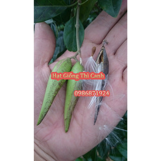 Hạt giống dây Thìa Canh