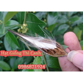 Hạt giống dây Thìa Canh