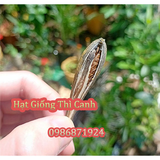 Hạt giống dây Thìa Canh