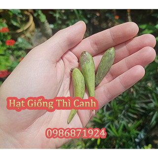 Hạt giống dây Thìa Canh