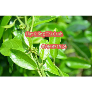 Hạt giống dây Thìa Canh