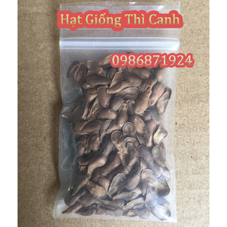 Hạt giống dây Thìa Canh