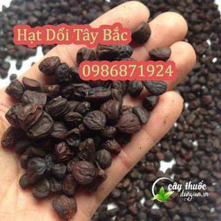 Hạt dổi nếp rừng Tây Bắc chuẩn, hạt dổi chuẩn loại 1 hạt thơm đều, ướp gia vị nướng, pha đồ chấm