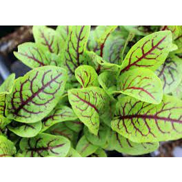 Chậu cây Sorrel - rau chua gân đỏ đẩy lùi xoang mũi và phòng chống ung thư