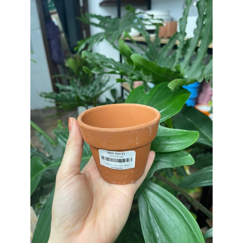 Chậu đất nung vót cao 4 Tiệm LEE