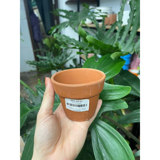 Chậu đất nung vót cao 4 tiệm lee