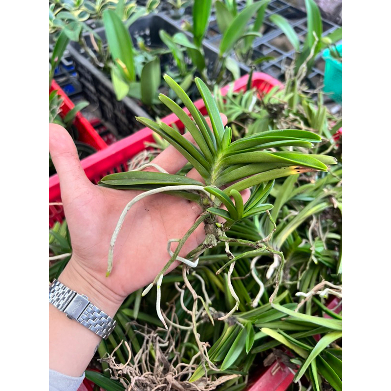 Hoả Hoàng Cam Cây Rời- Mua 10 Tặng 1