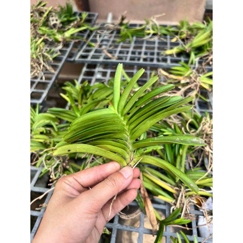 Hoả Hoàng Cam Cây Rời- Mua 10 Tặng 1