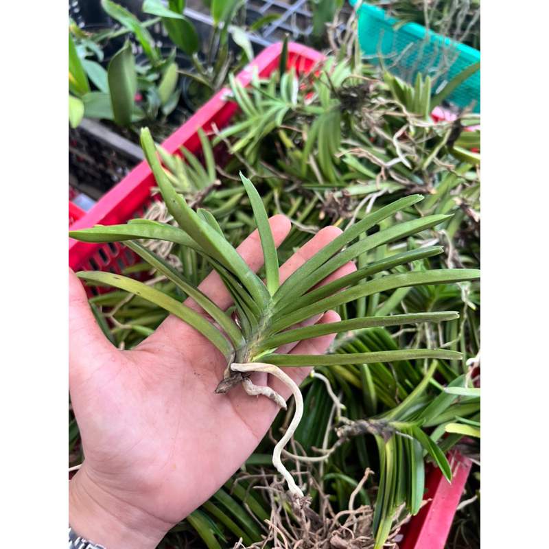 Hoả Hoàng Cam Cây Rời- Mua 10 Tặng 1