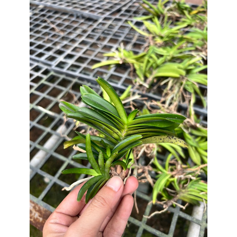 Hoả Hoàng Cam Cây Rời- Mua 10 Tặng 1