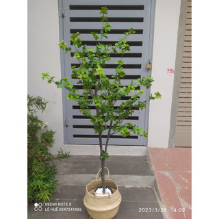 Cây giả thạch nam giả cao 1m8 trang trí decor nhà cửa sân vườn bền đẹp