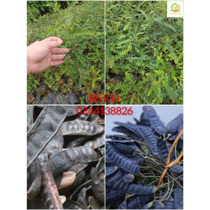 Cây giống Bồ Kết (mua 10 tặng 1)