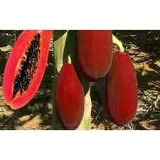 Hạt_Giống_Đu_Đủ_Vỏ_Đỏ_( Tặng Quà )