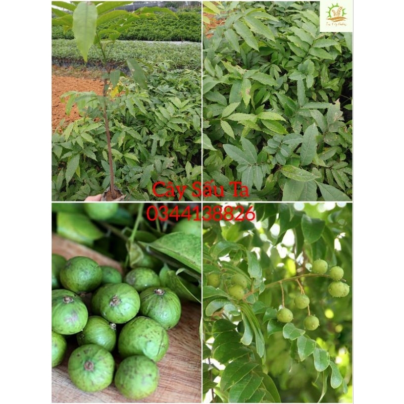 Cây giống Xấu ta, Sấu ta (mua 10 tặng 1)