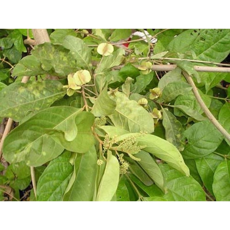 1kg Thân lá cây Trâm Bầu tươi